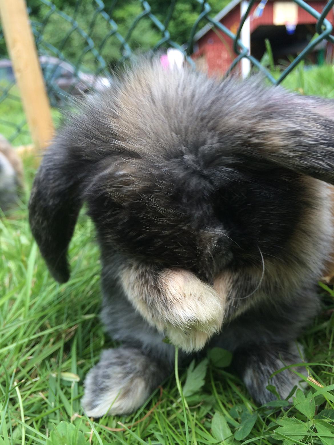 Kanin Stampe billede 19