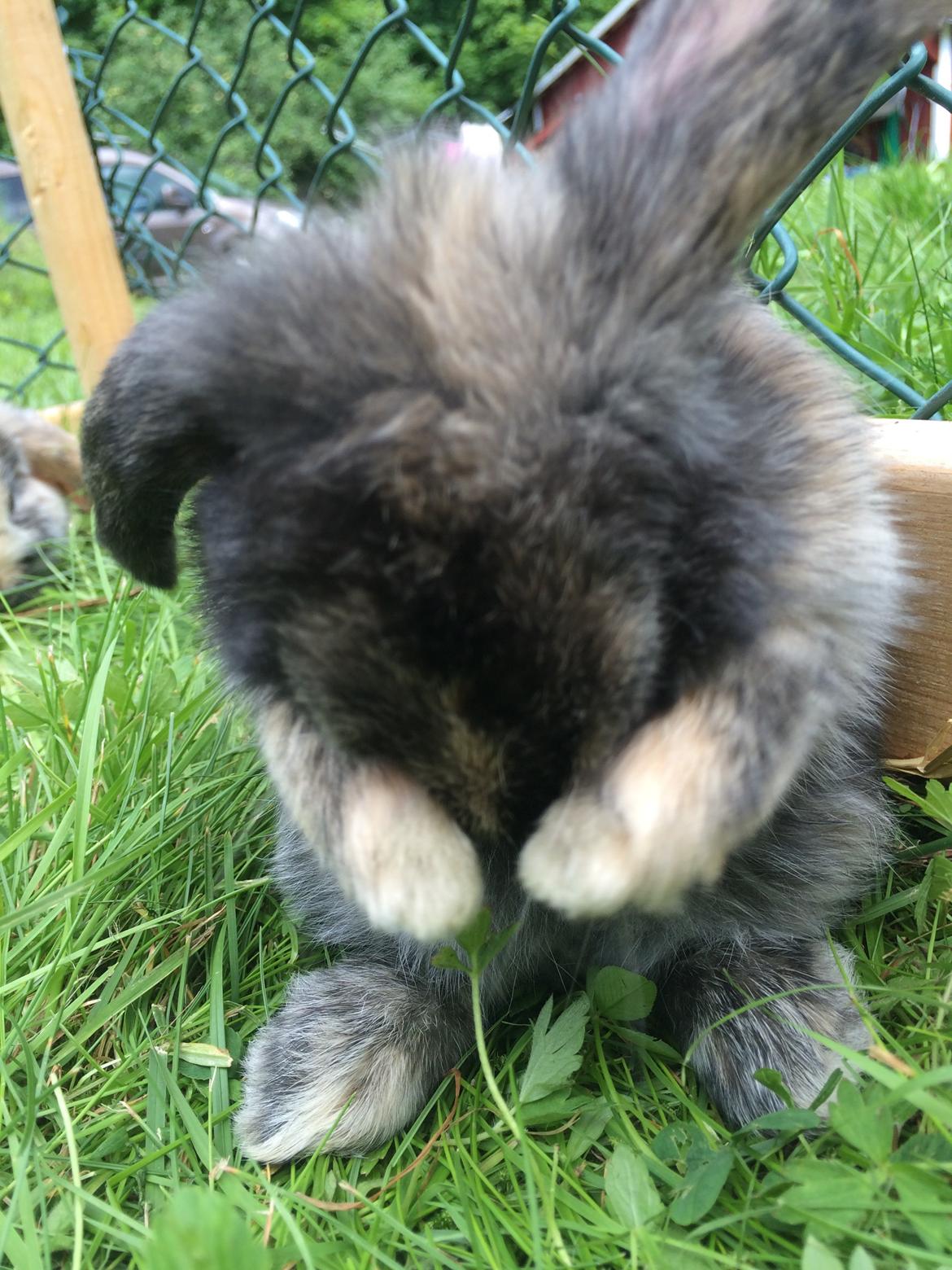 Kanin Stampe billede 20