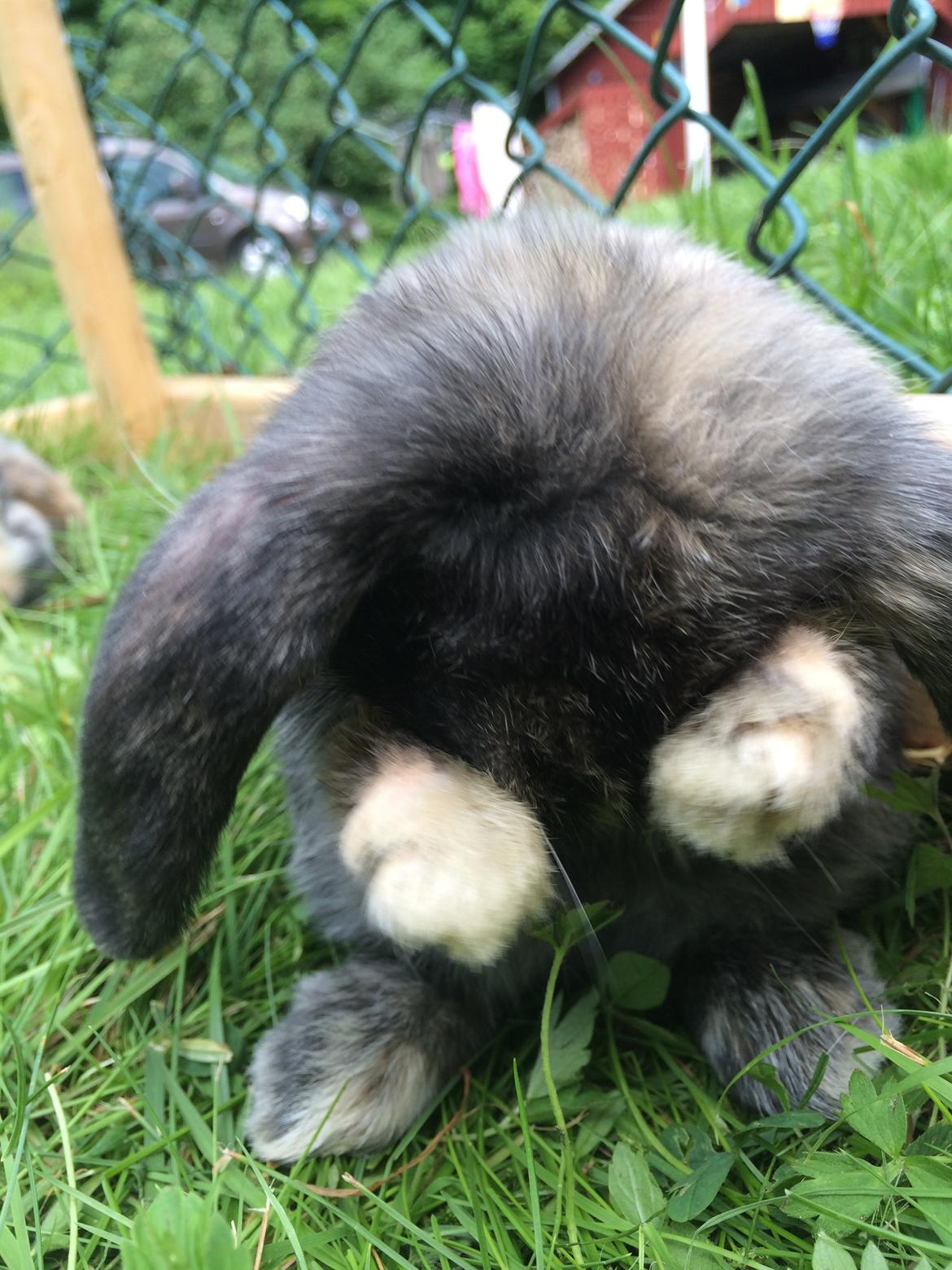 Kanin Stampe billede 21