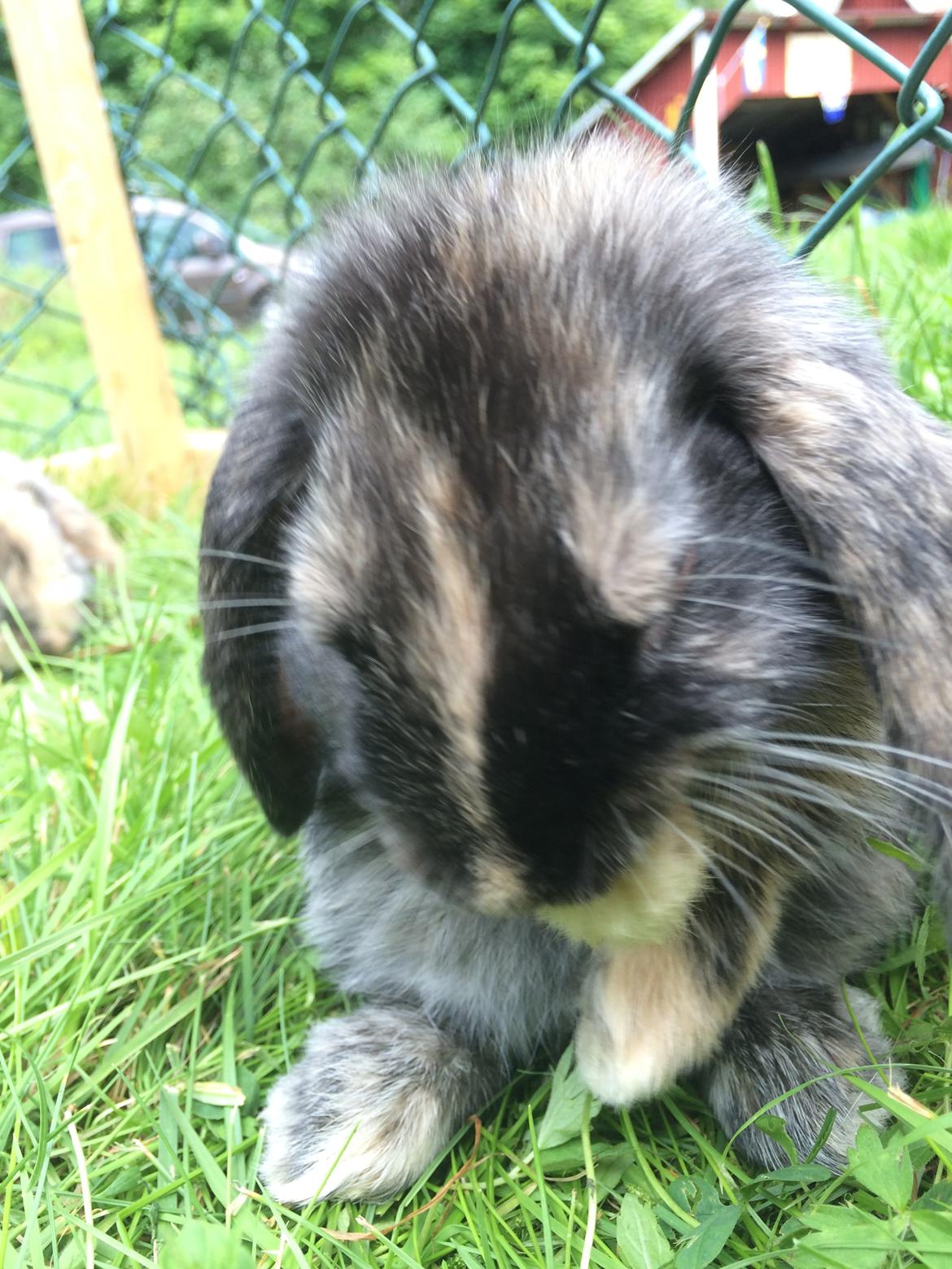 Kanin Stampe billede 22