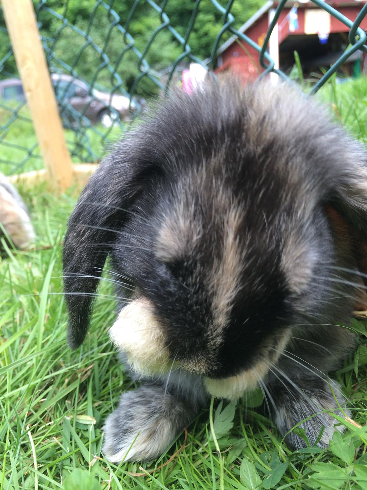 Kanin Stampe billede 23