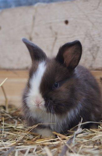 Kanin Choky Chuicy billede 4