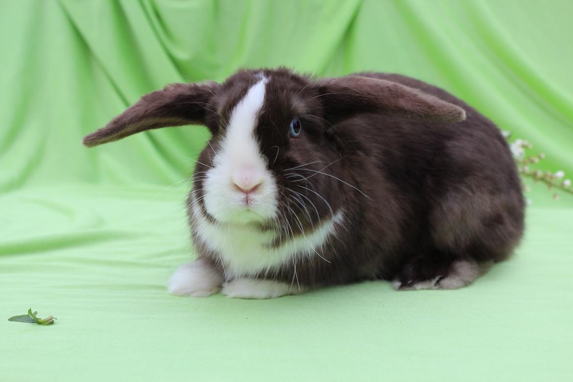 Kanin Choky Chuicy billede 1