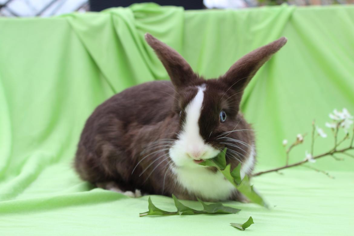 Kanin Choky Chuicy billede 2