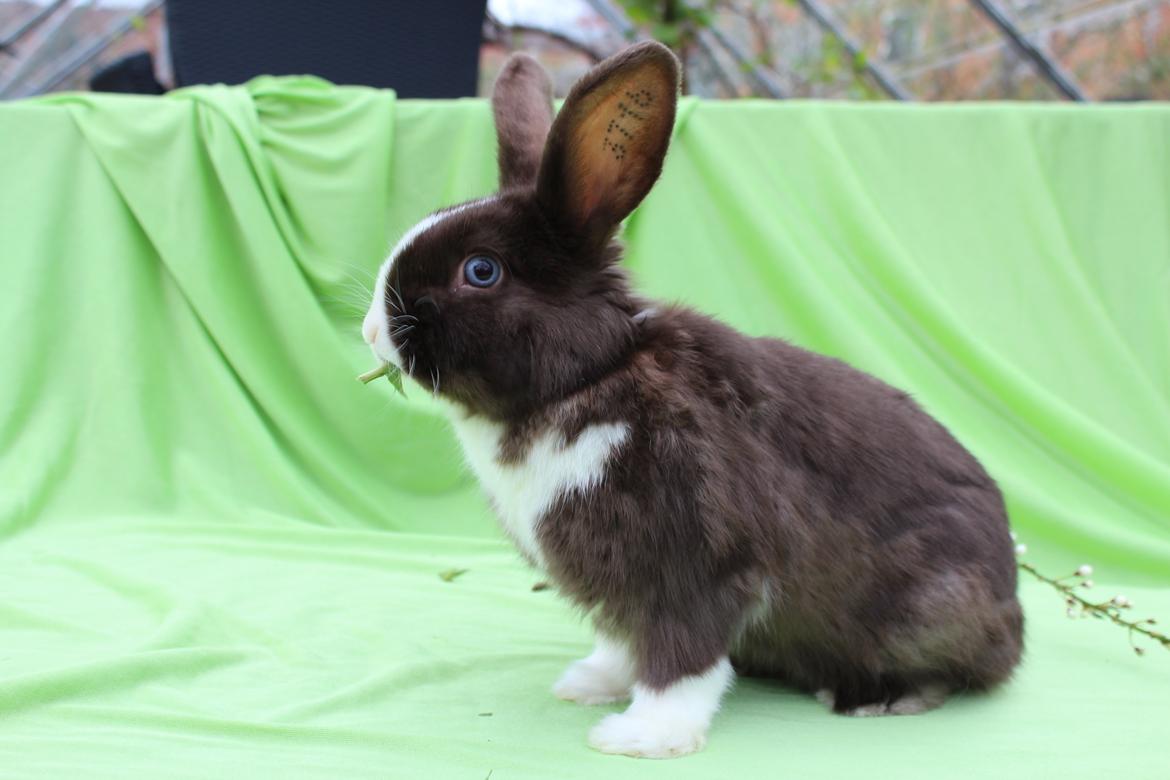 Kanin Choky Chuicy billede 5