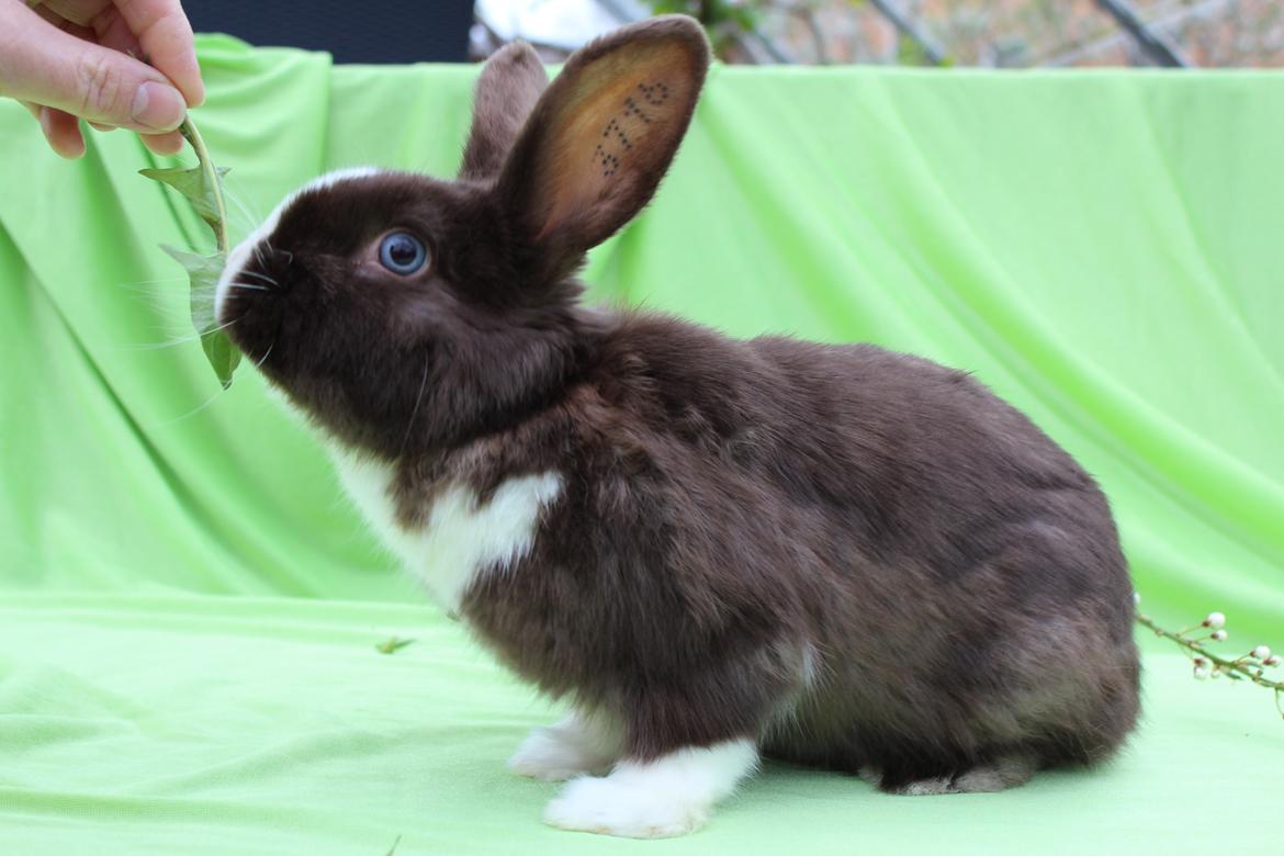 Kanin Choky Chuicy billede 3