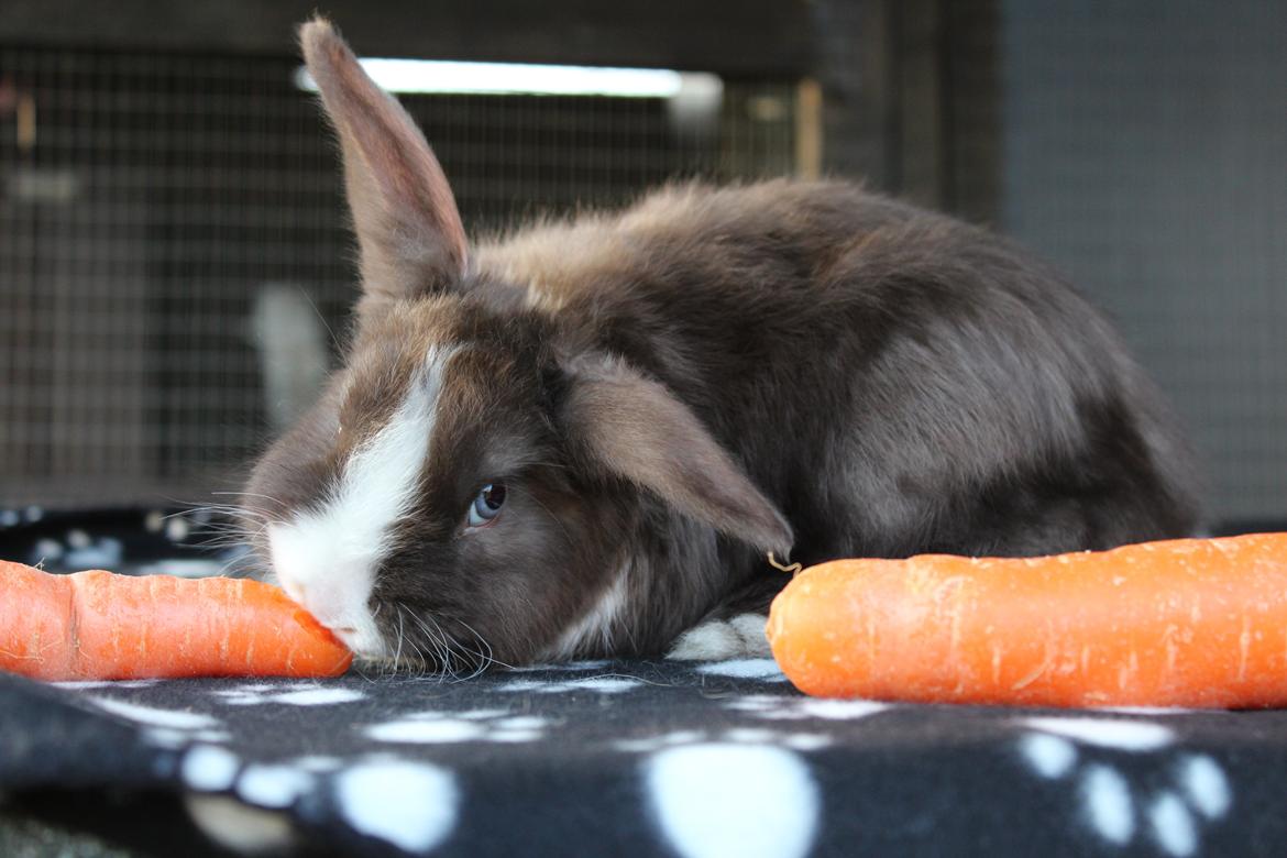 Kanin Choky Chuicy billede 7