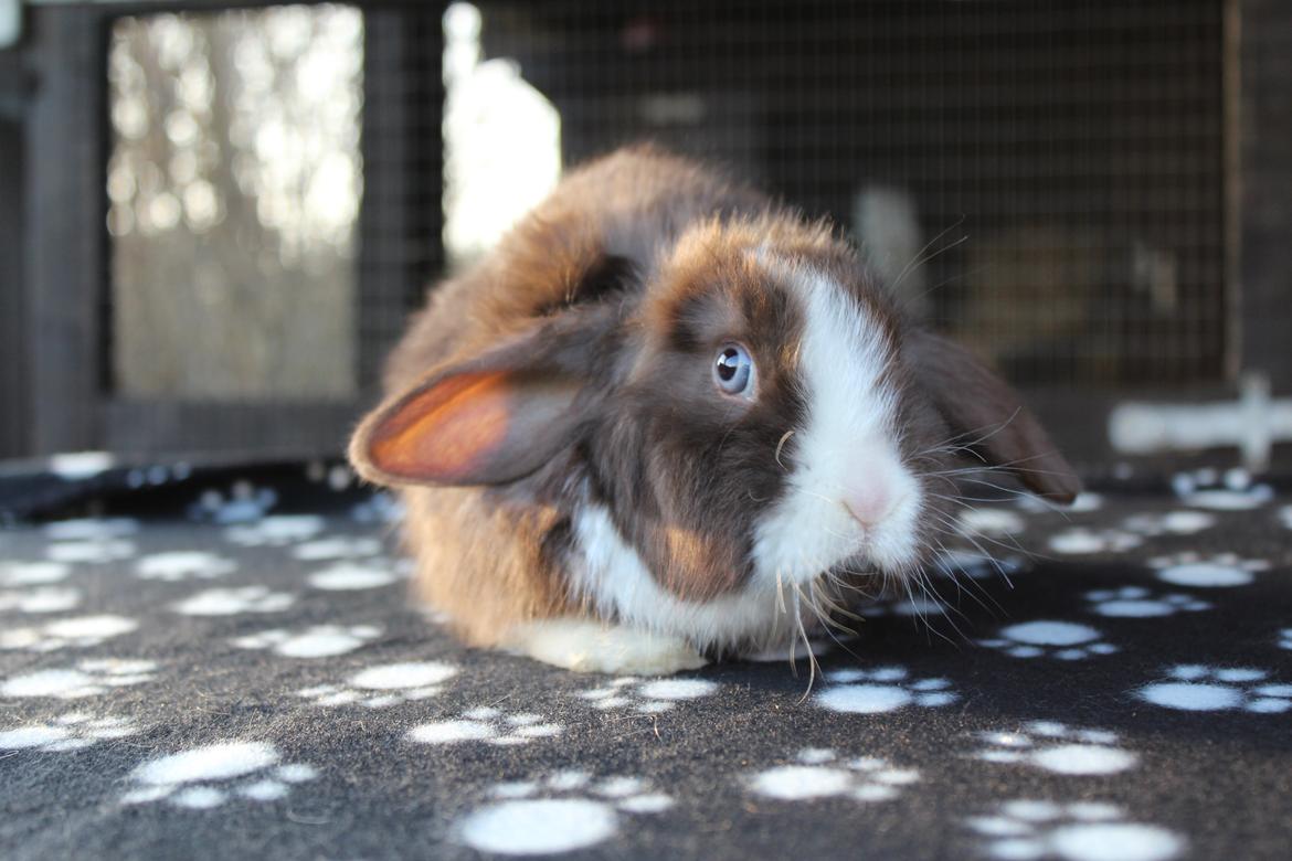 Kanin Choky Chuicy billede 6