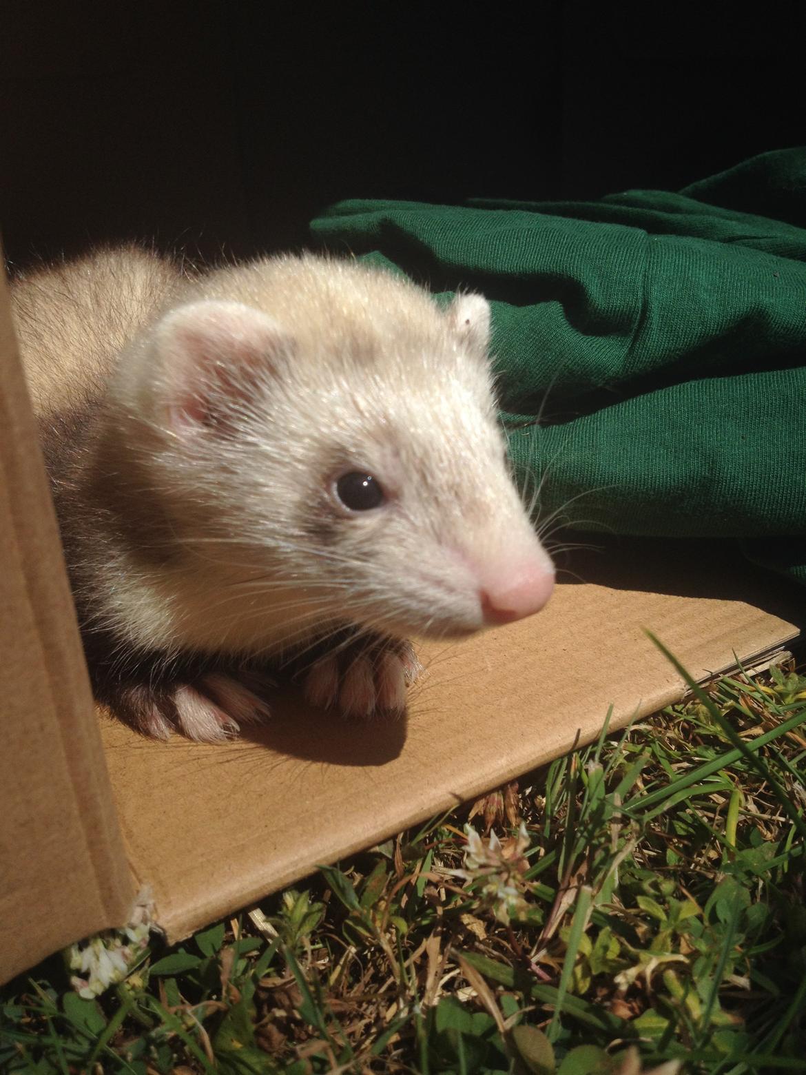 Ilder Mercedes - "se hvor flot jeg er" billede 8