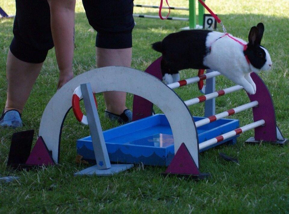 Kanin Sunshine billede 17