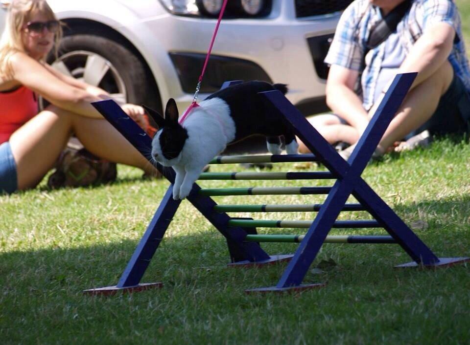 Kanin Sunshine billede 16