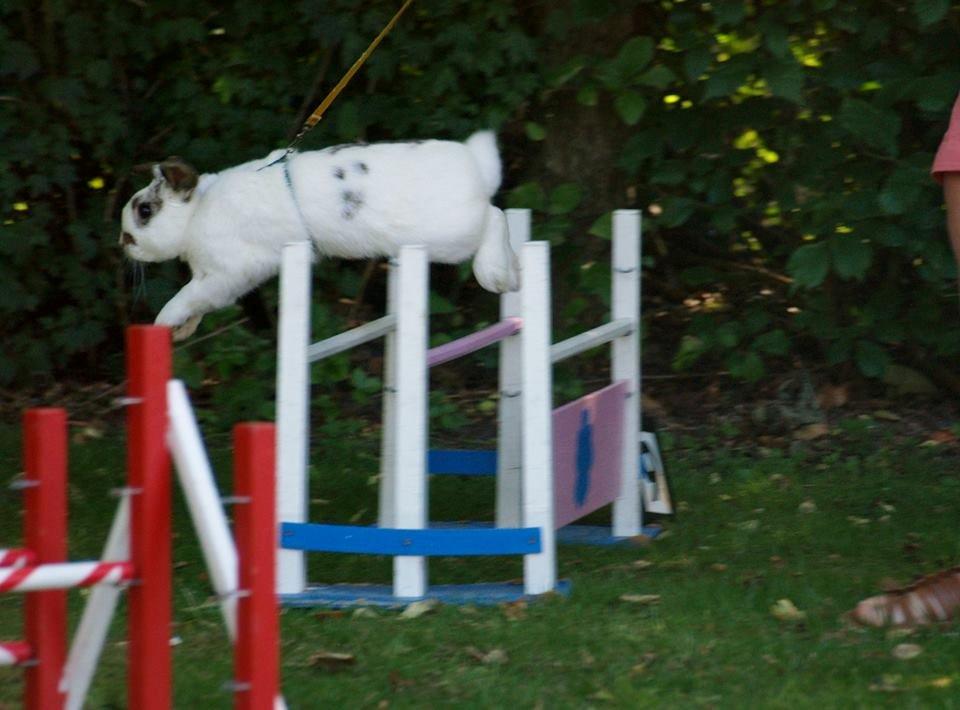 Kanin Winds Giyan - Foto: Line Risager Hauritz billede 20