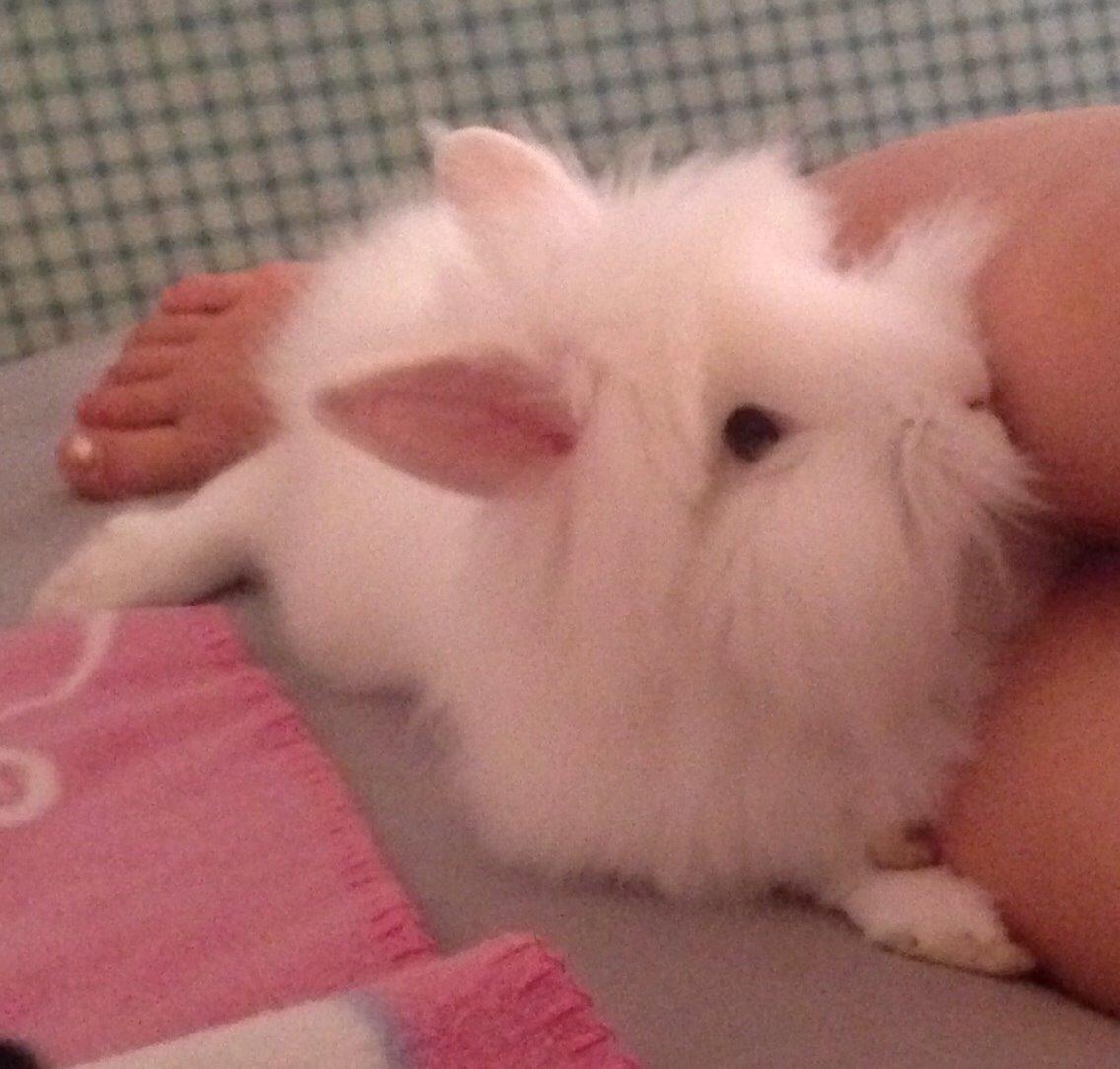 Kanin Fiona billede 10