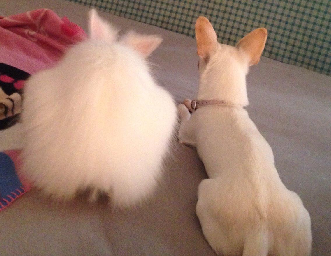 Kanin Fiona billede 11