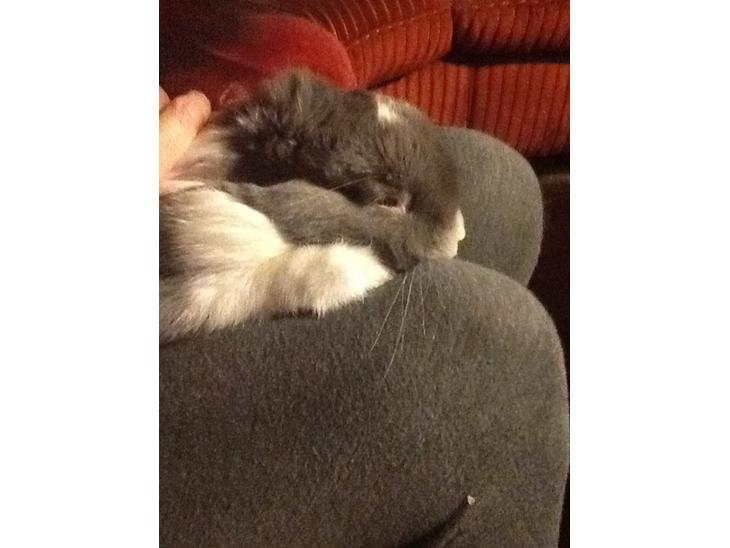 {{currentPhoto.altText}} billede {{currentPhoto.number}}