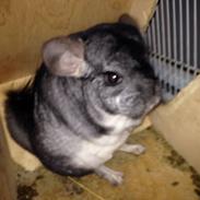 Chinchilla Oscar *Manse*