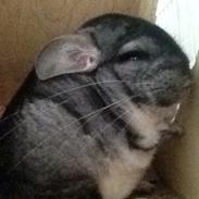 Chinchilla Oscar *Manse*