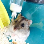 Hamster minni