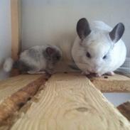 Chinchilla Snebold