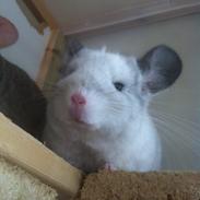 Chinchilla Snebold