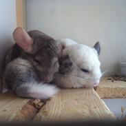 Chinchilla Snebold