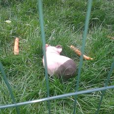 Marsvin Farmers lille My