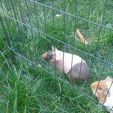 Marsvin Farmers lille My