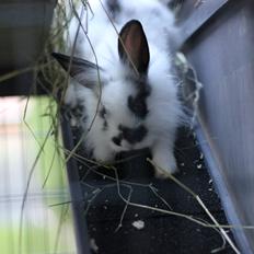 Kanin Chella