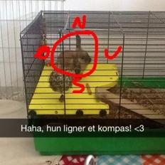 Kanin Princess Consuela Bananahammock