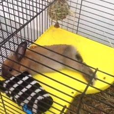 Kanin Princess Consuela Bananahammock