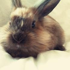 Kanin Princess Consuela Bananahammock