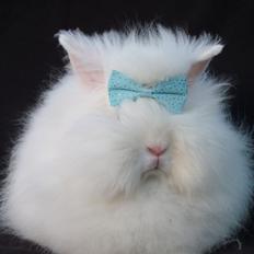 Kanin Grays von den Teddyranch. 23/4