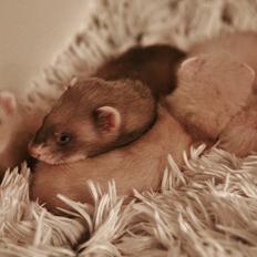 Ilder | Lyon Ferretry's Maserati Chassis