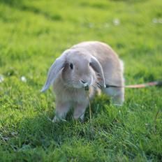 Kanin Winds Kamakiri