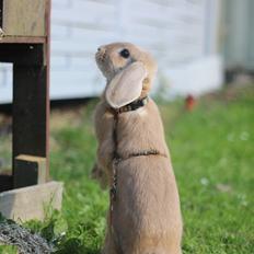 Kanin Winds Kamakiri