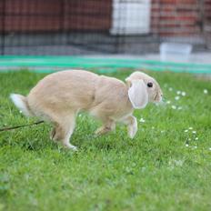 Kanin Winds Kamakiri