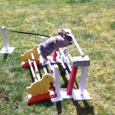 Kanin Skovhytten´s Daisy