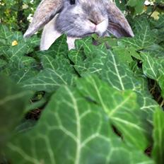 Kanin Skovhytten´s Daisy