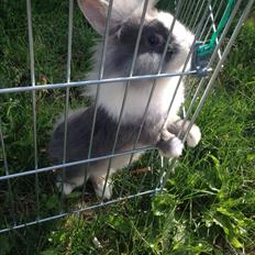 Kanin Jumper / Homer