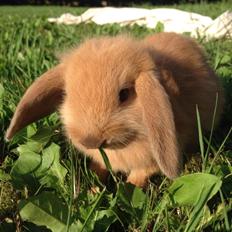 Kanin Stald Petersens Frida