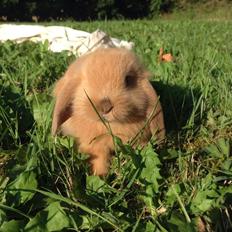 Kanin Stald Petersens Frida