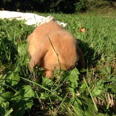 Kanin Stald Petersens Frida