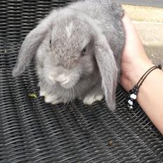 Kanin Mynte [Himmel gnaver]