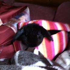 Kanin Sørensen's Buller