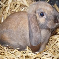 Kanin Springers Smilla † DØD 13.05.15 †
