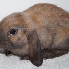 Kanin Springers Smilla † DØD 13.05.15 †