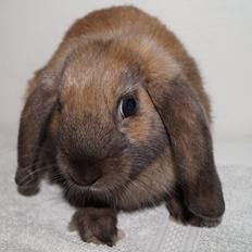 Kanin Springers Smilla † DØD 13.05.15 †