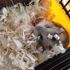 Hamster Bette-Fjeder
