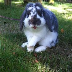 Kanin Wild Blueberry