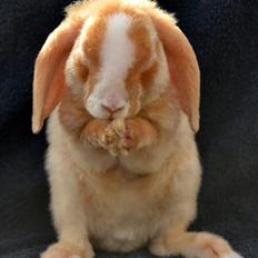 Kanin Ministalds Tellus